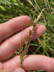 Carex sartwellii