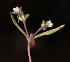Phacelia racemosa