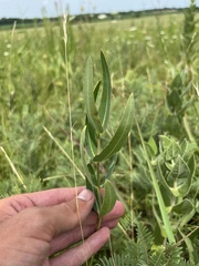 Asclepias meadii