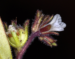 Phacelia racemosa