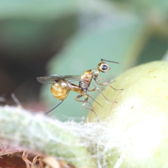 Megastigmus aculeatus
