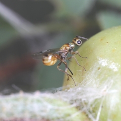 Megastigmus aculeatus
