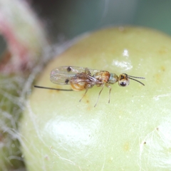 Megastigmus aculeatus