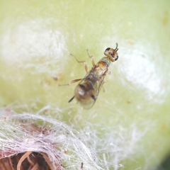 Megastigmus aculeatus