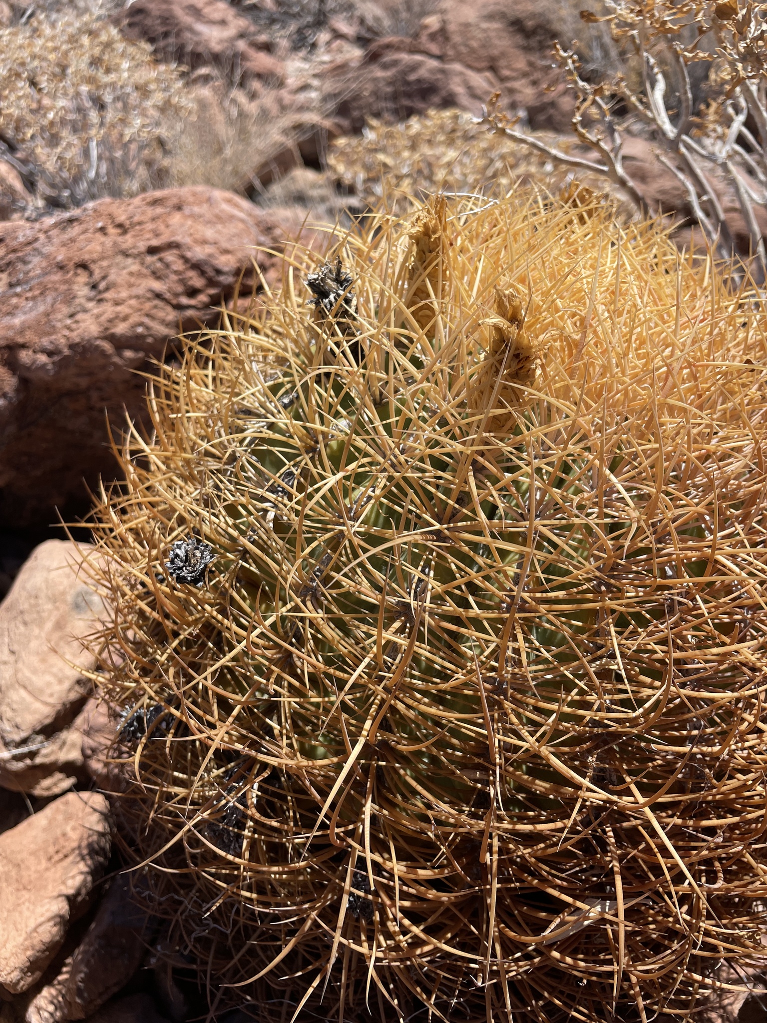 Ferocactus johnstonianus