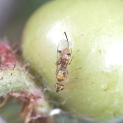 Megastigmus aculeatus