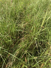 Carex sartwellii