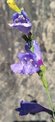 Penstemon azureus