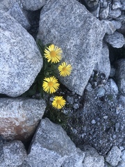 Doronicum clusii