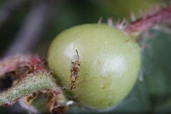 Megastigmus aculeatus