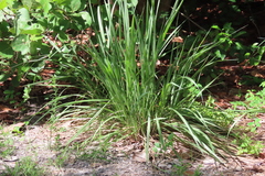Digitaria filiformis