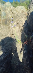 Penstemon azureus