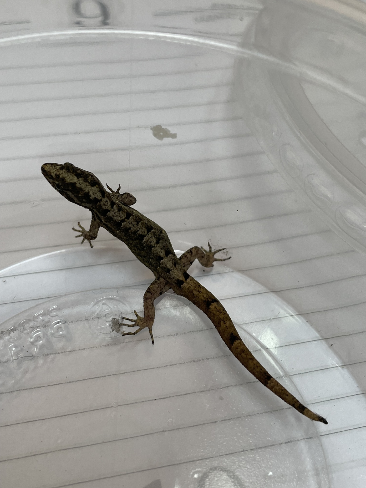 South American Gecko photo 8