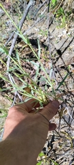 Penstemon azureus