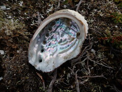 Haliotis kamtschatkana