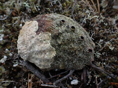 Haliotis kamtschatkana