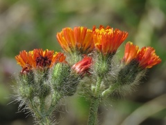 Pilosella guthnikiana