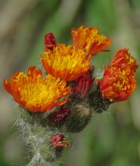 Pilosella guthnikiana