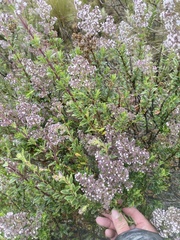 Valeriana microphylla