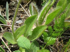 Pilosella guthnikiana