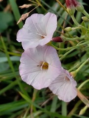 Convolvulus arvensis
