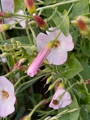 Convolvulus arvensis