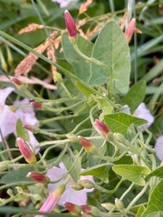 Convolvulus arvensis