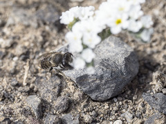Megachile canariensis