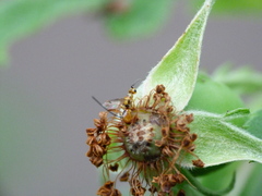 Megastigmus aculeatus