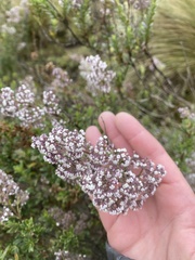Valeriana microphylla