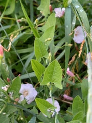 Convolvulus arvensis
