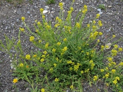Sisymbrium austriacum
