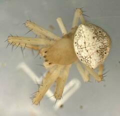 Araneus miniatus