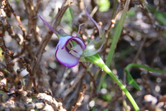 Disperis capensis