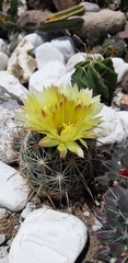 Coryphantha cornifera