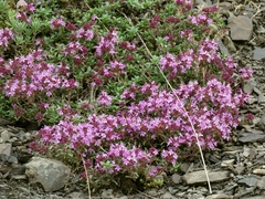 Thymus oenipontanus