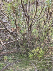 Valeriana microphylla