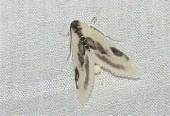 Cliniodes ostreonalis