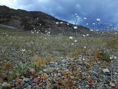 Atrichoseris platyphylla