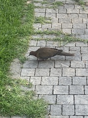 Streptopelia senegalensis
