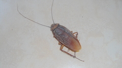 Periplaneta americana