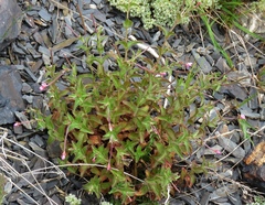 Epilobium alsinifolium