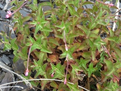 Epilobium alsinifolium