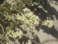 Teucrium dunense