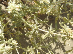 Teucrium dunense