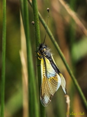 Libelloides baeticus
