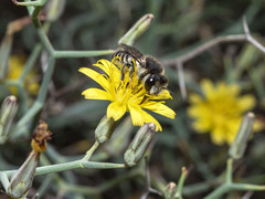 Megachile canariensis
