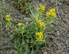 Solidago virgaurea minuta