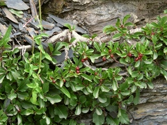 Rhamnus pumila