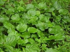 Plantago cordata